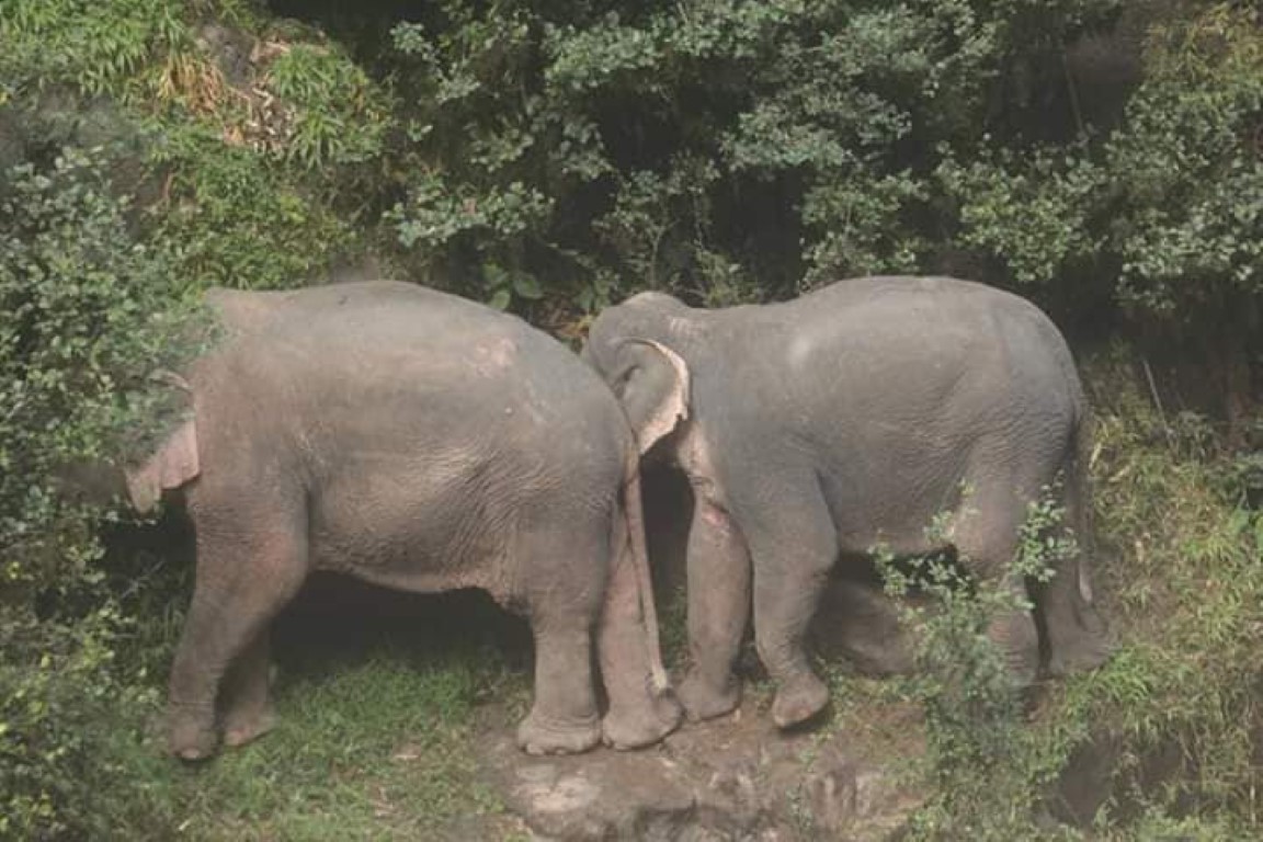 Tayland’da şelale havuzuna düşen 6 fil öldü