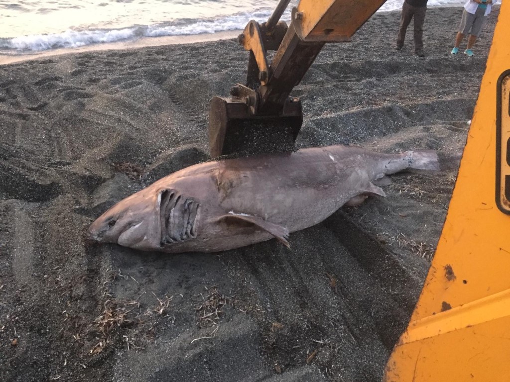 İzmir’de görenleri şoke eden olay! Köpek balığı karaya vurdu