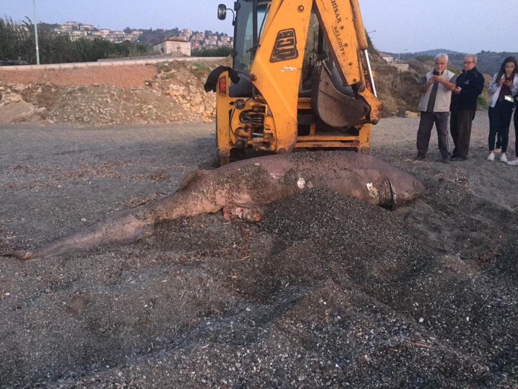 İzmir’de görenleri şoke eden olay! Köpek balığı karaya vurdu