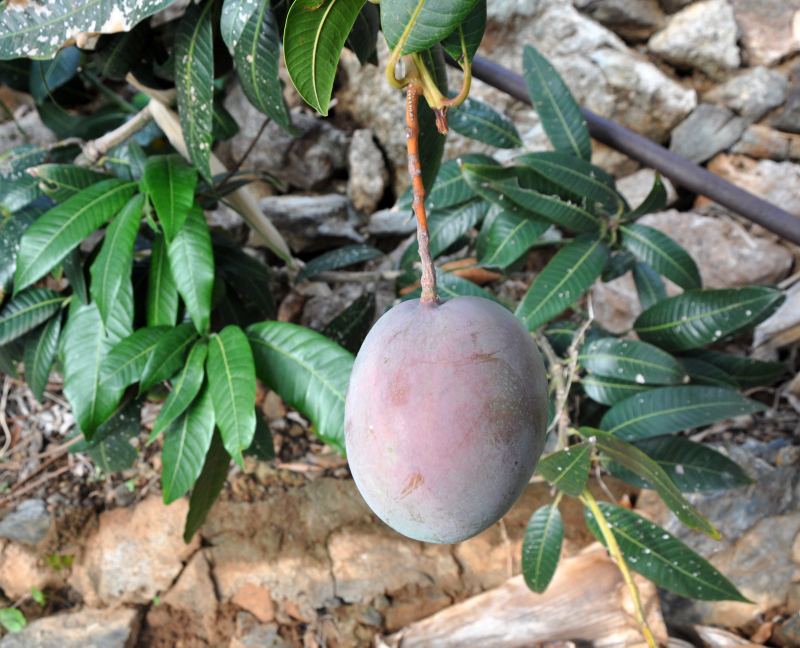 12 mango ağacından 45 bin lira kazandı! Denemek için ekmişti…