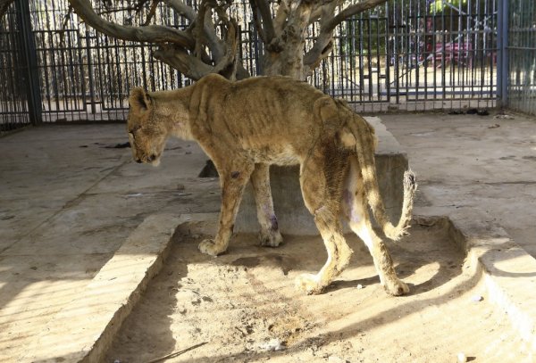 Sudan’da skandal görüntüler! Aslanlar açlığa terk edildi