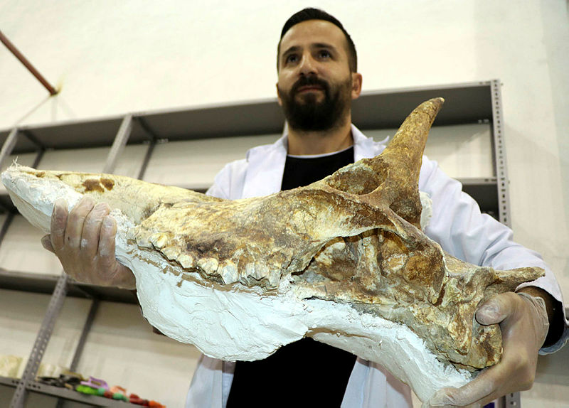Kayseri’de bulundu! Tam 7,5 milyon yıllık kafatası!