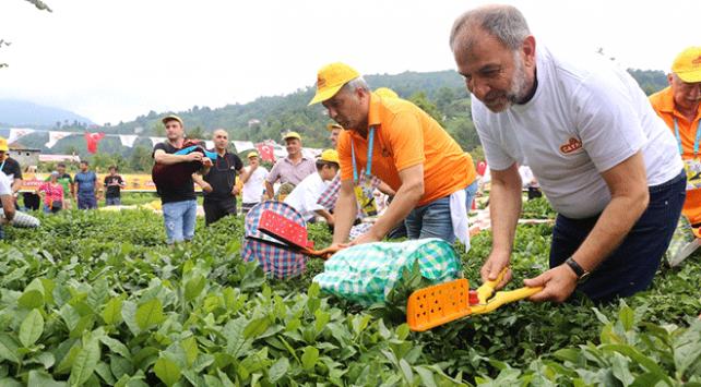 ÇAYKUR’dan Rize – Trabzon – Artvin’de 830 işçi alımı… ÇAYKUR işçi alımı başvuru şartları nelerdir?