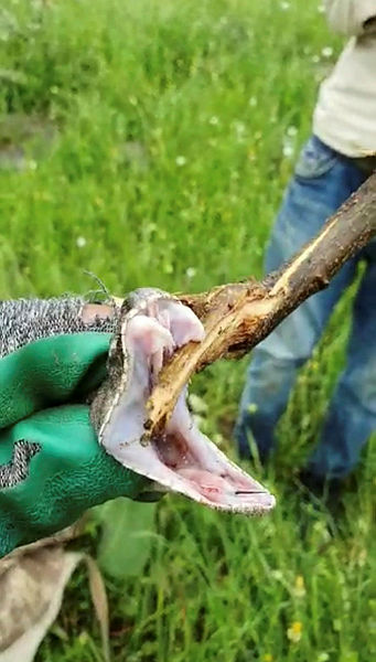 Türkiye’nin zehri en ölümcül yılanı Hakkari Derecik’te görüldü