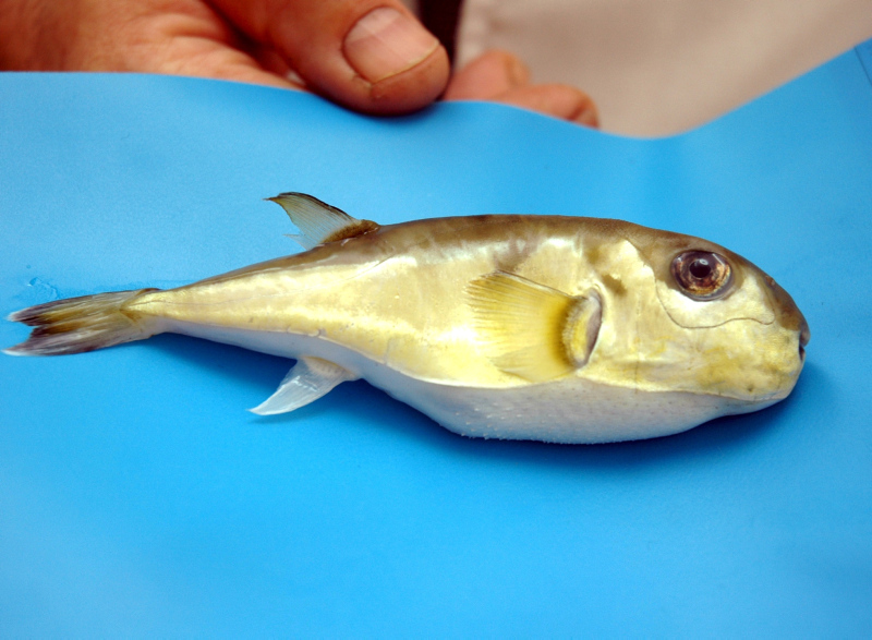 Antalya’da ’Balon balığı’ yiyen 3 kişi zehirlendi!