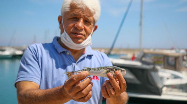 Antalya’da ’Balon balığı’ yiyen 3 kişi zehirlendi!