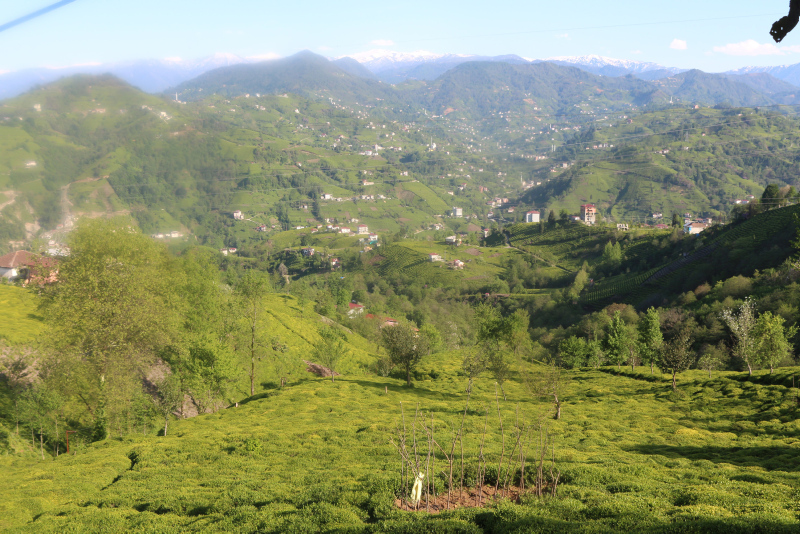 20 bin çay üreticisinin geleceği Rize’de, tedbirler üst seviyede