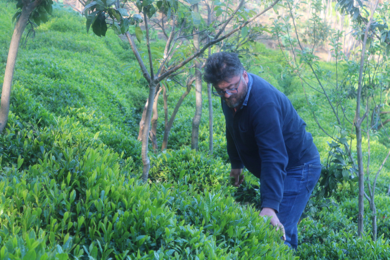20 bin çay üreticisinin geleceği Rize’de, tedbirler üst seviyede