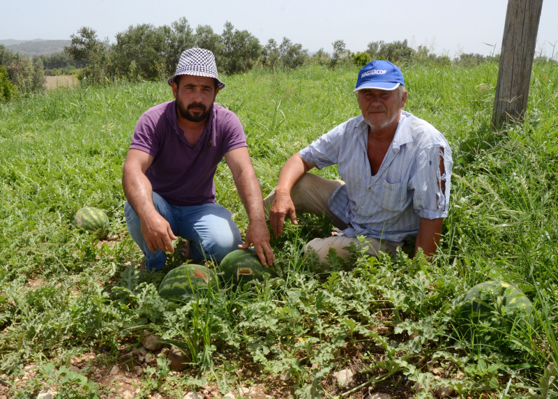 Tarlaya girince şoke oldular! ’Kesmece’ hırsızlık
