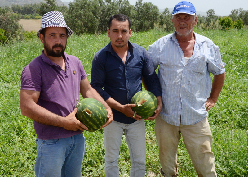 Tarlaya girince şoke oldular! ’Kesmece’ hırsızlık