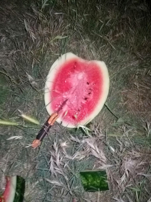 Tarlaya girince şoke oldular! ’Kesmece’ hırsızlık