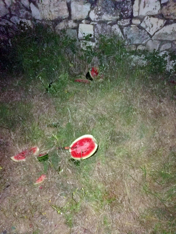 Tarlaya girince şoke oldular! ’Kesmece’ hırsızlık