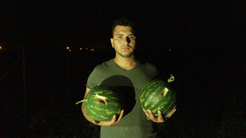 Tarlaya girince şoke oldular! ’Kesmece’ hırsızlık