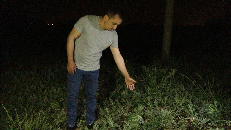 Tarlaya girince şoke oldular! ’Kesmece’ hırsızlık