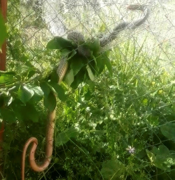 Bursa’yı yılanlar bastı! Vatandaş tedirgin