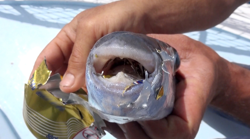 Antalya’da olta balıkçılarına ’balon balığı’ şoku