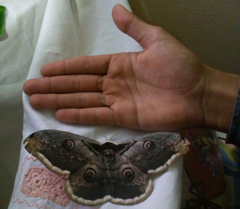 Kanat açıklığı 16 santimetre olan kelebek, görenleri hayran bıraktı