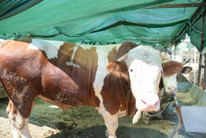 Bilim Kurulu üyesi açıkladı: Kurban etinden koronavirüs bulaşır mı?