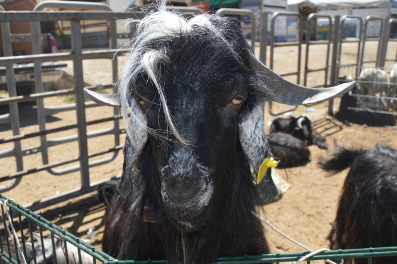 Uzmanlar uyardı: Kurban etinin üzerinde yaşayabilir