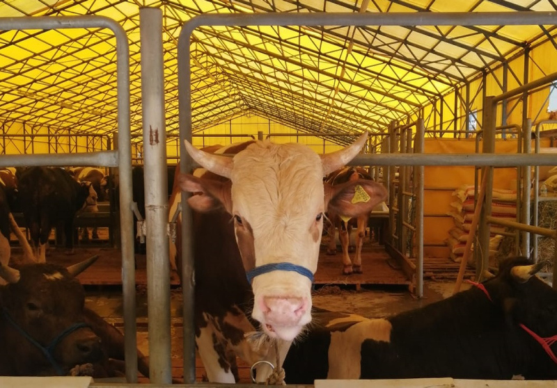 Uzmanlar uyardı: Kurban etinin üzerinde yaşayabilir