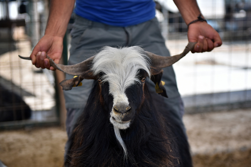 Uzmanlar uyardı: Kurban etinin üzerinde yaşayabilir