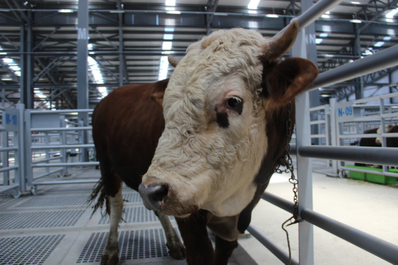 Uzmanlar uyardı: Kurban etinin üzerinde yaşayabilir