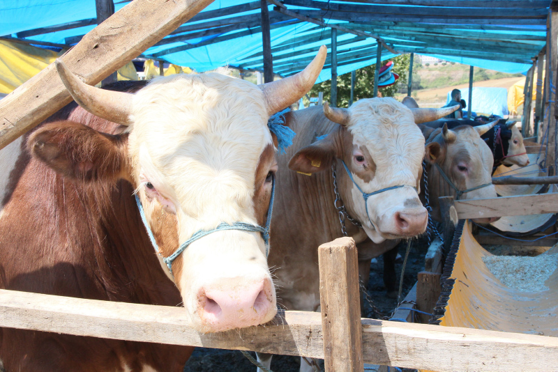 Uzmanlar uyardı: Kurban etinin üzerinde yaşayabilir