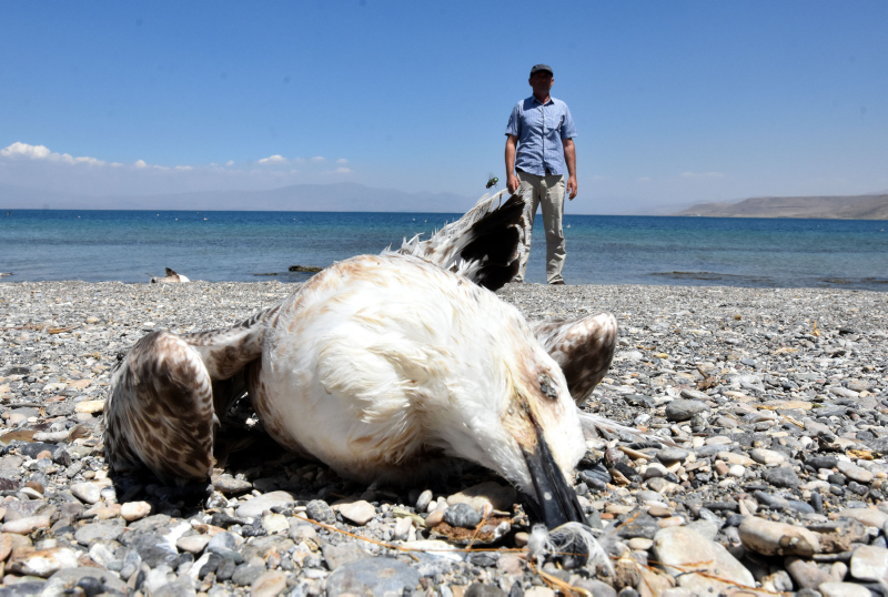 Van’da tedirgin eden martı ölümleri! Korkunç iddia