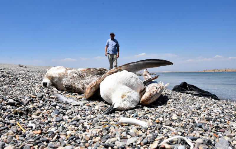 Van’da tedirgin eden martı ölümleri! Korkunç iddia