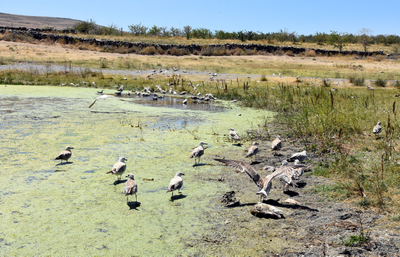 Van’da tedirgin eden martı ölümleri! Korkunç iddia