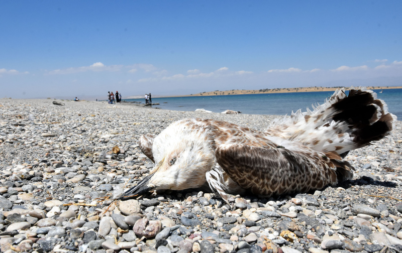 Van’da tedirgin eden martı ölümleri! Korkunç iddia