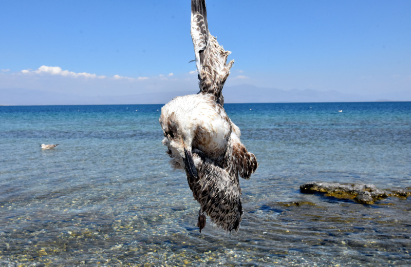 Van’da tedirgin eden martı ölümleri! Korkunç iddia