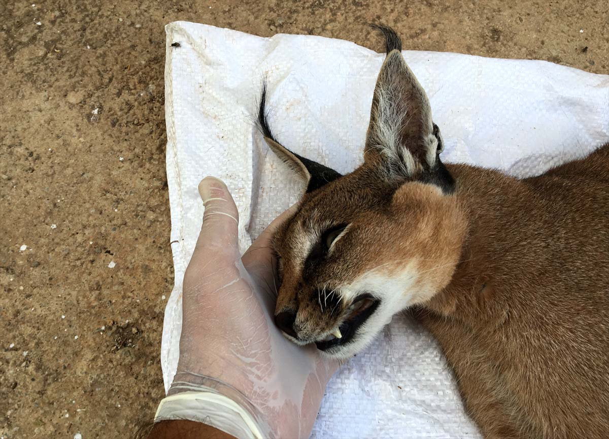 Nesli tükenme tehlikesi altında! O ilde ölü olarak bulundu