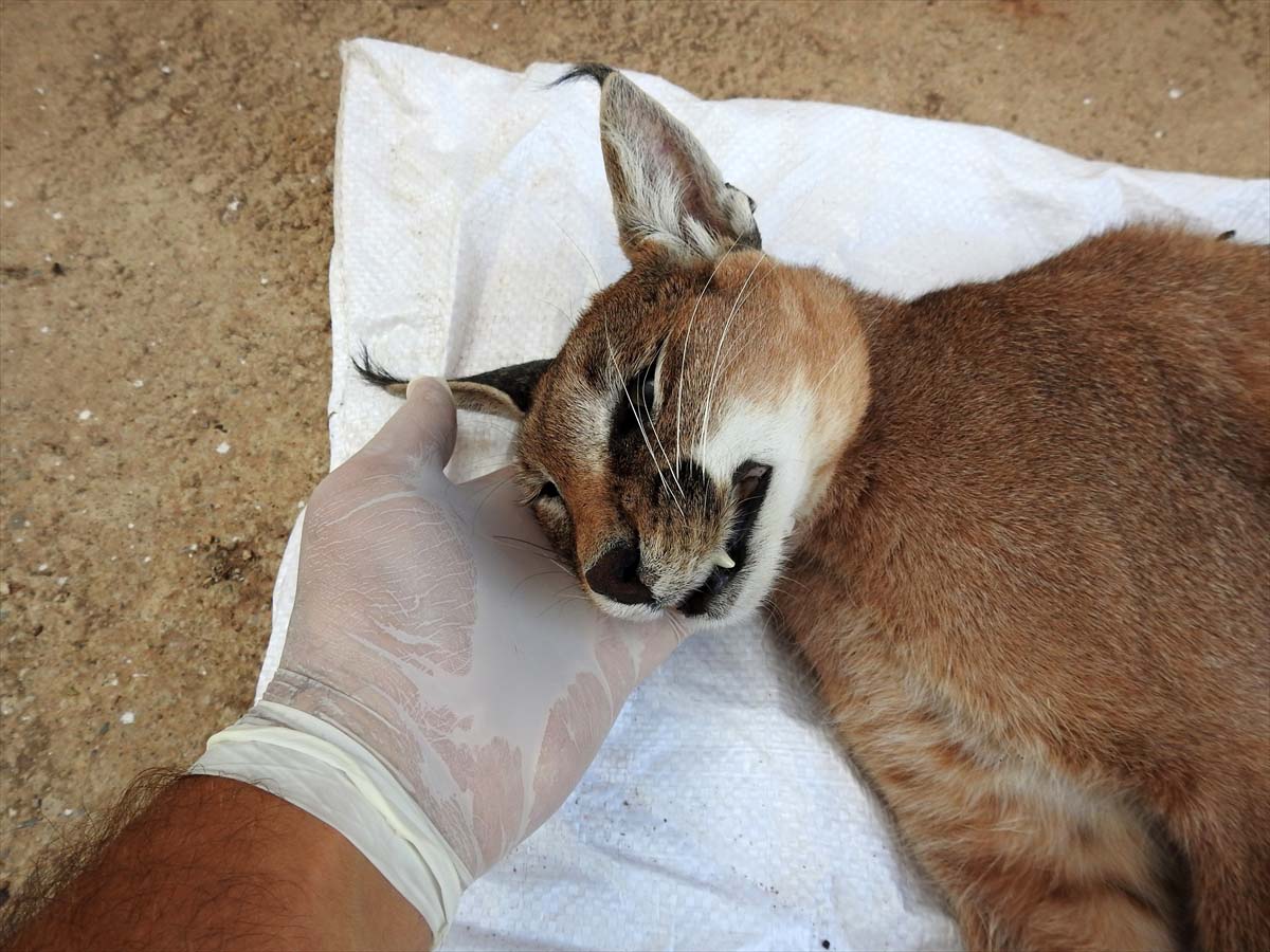 Nesli tükenme tehlikesi altında! O ilde ölü olarak bulundu