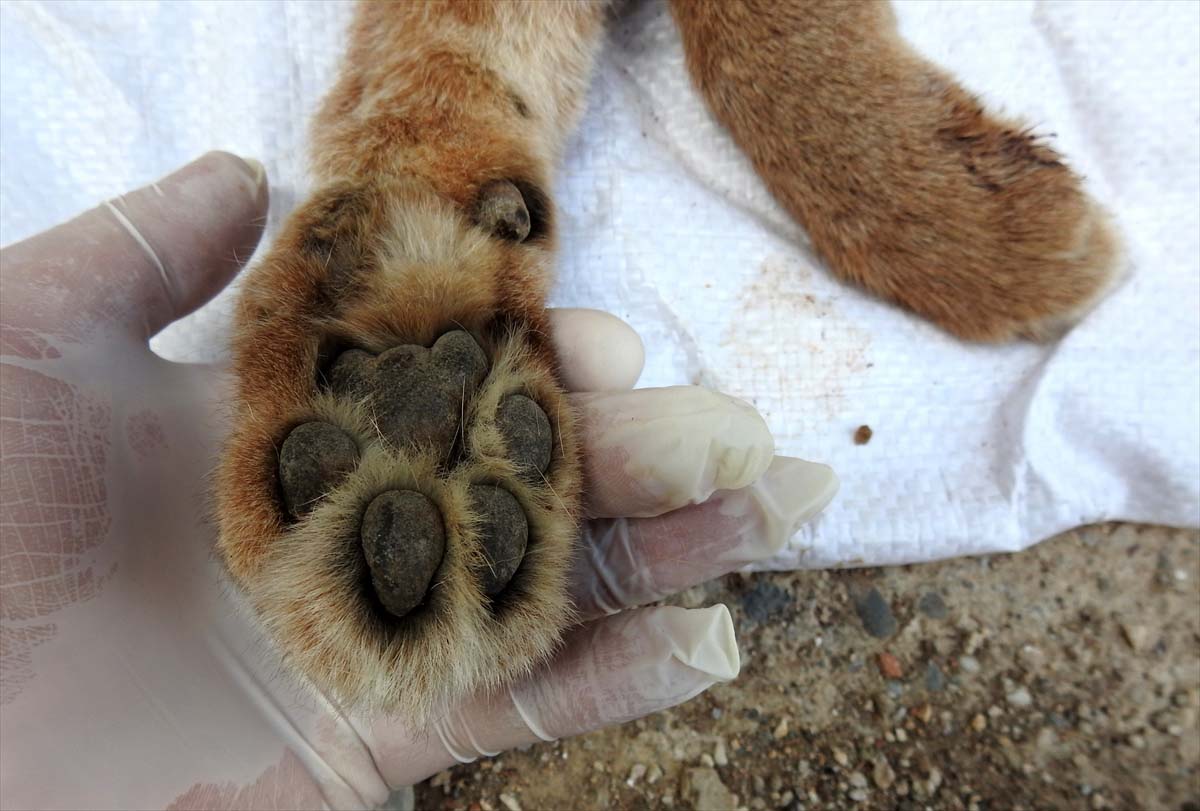 Nesli tükenme tehlikesi altında! O ilde ölü olarak bulundu