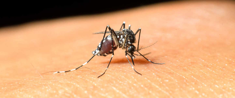 Güneydoğu’da alarm! ‘Katil sivrisinekler’ onları da öldürüyor...