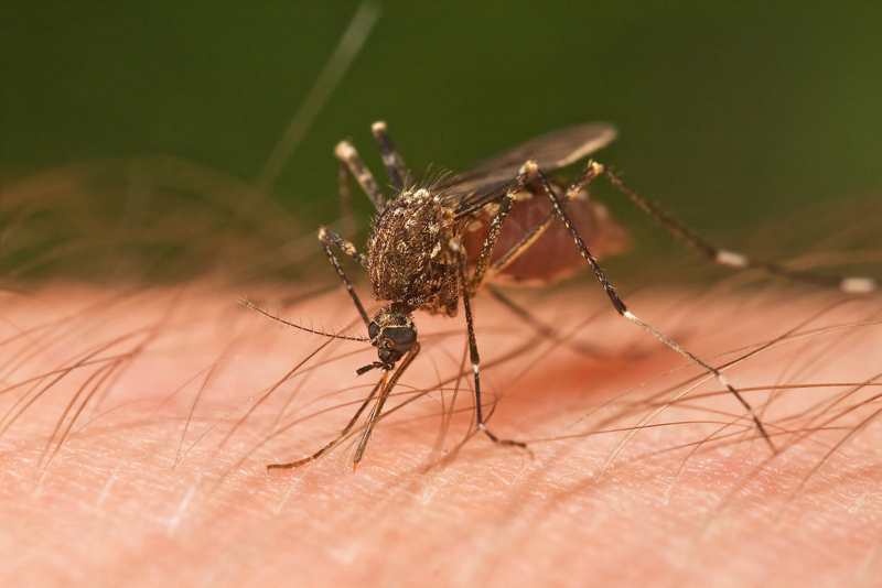 Güneydoğu’da alarm! ‘Katil sivrisinekler’ onları da öldürüyor...