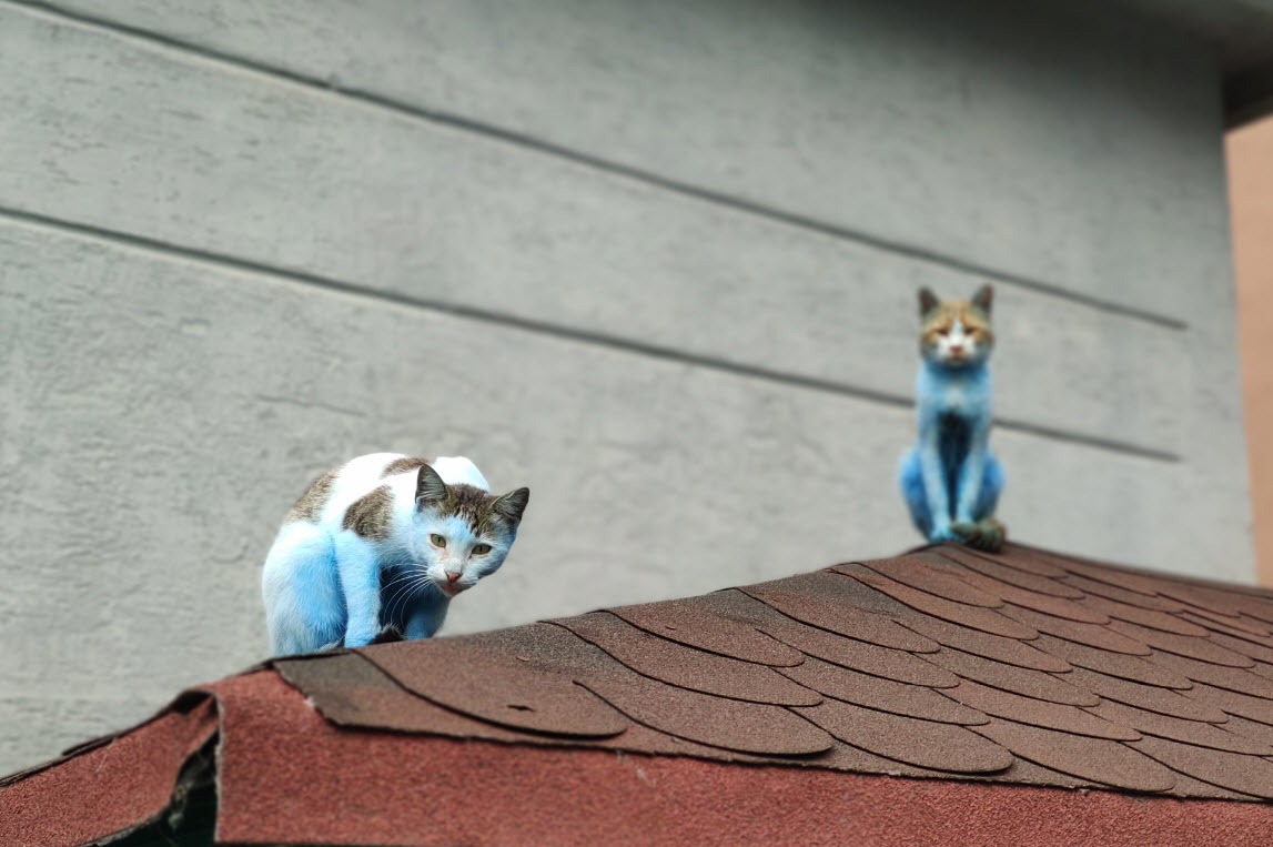 İstanbul’da ’mavi kedi’ şaşkınlığı: Sağlıklarını etkiliyor