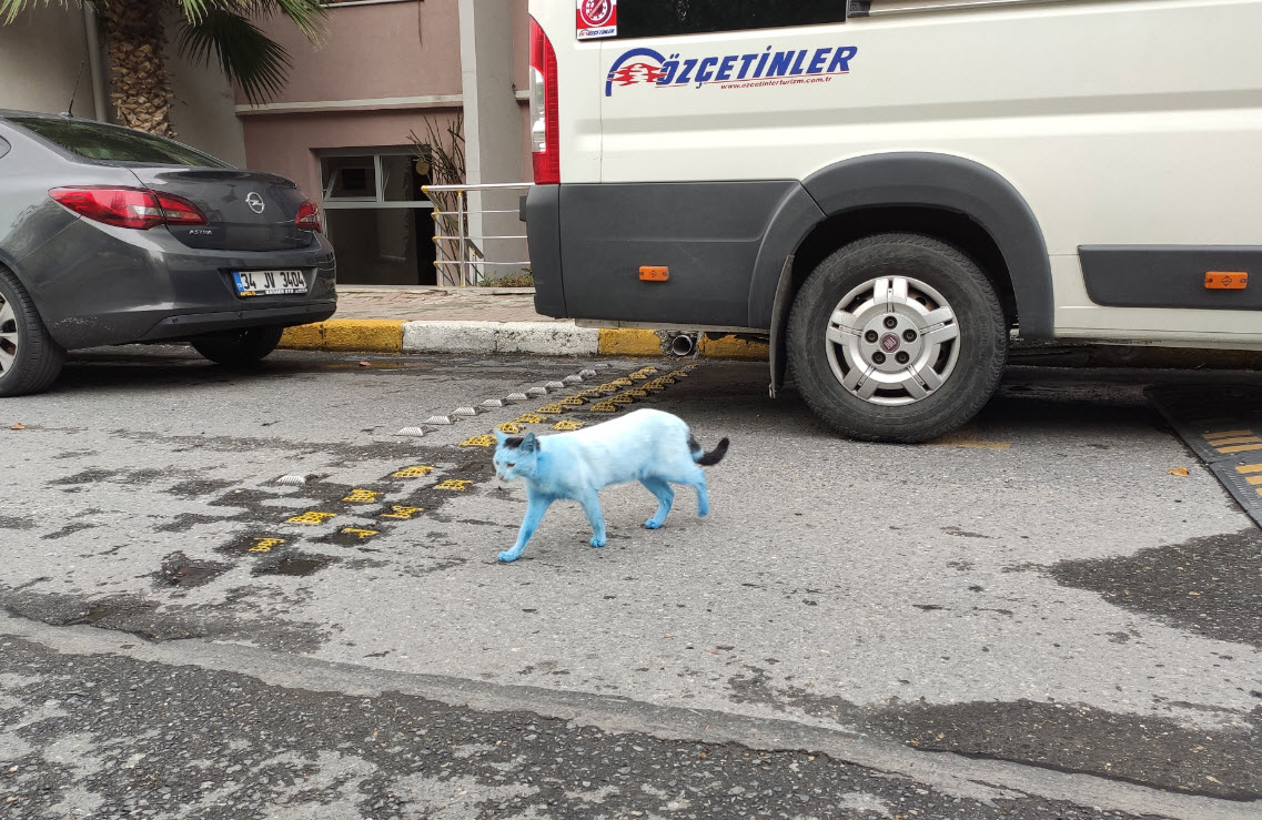 İstanbul’da ’mavi kedi’ şaşkınlığı: Sağlıklarını etkiliyor