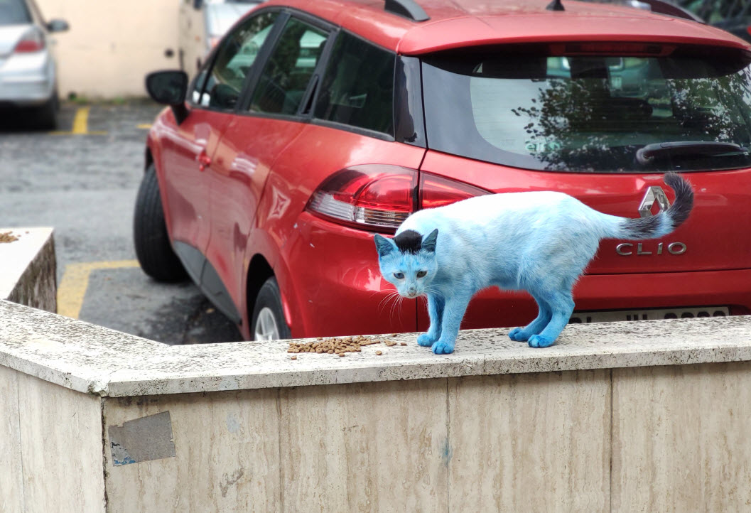 İstanbul�da �mavi kedi� şaşkınlığı Sağlıklarını etkiliyor