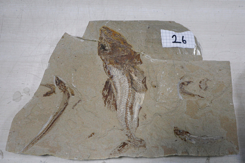 Adnan Oktar’ın kaçak fosilleri milyonlarca yıl öncesine ait çıktı