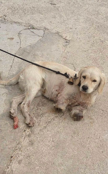 Samsun Havza ’da iki bacağı kesilmiş halde yavru köpek bulundu