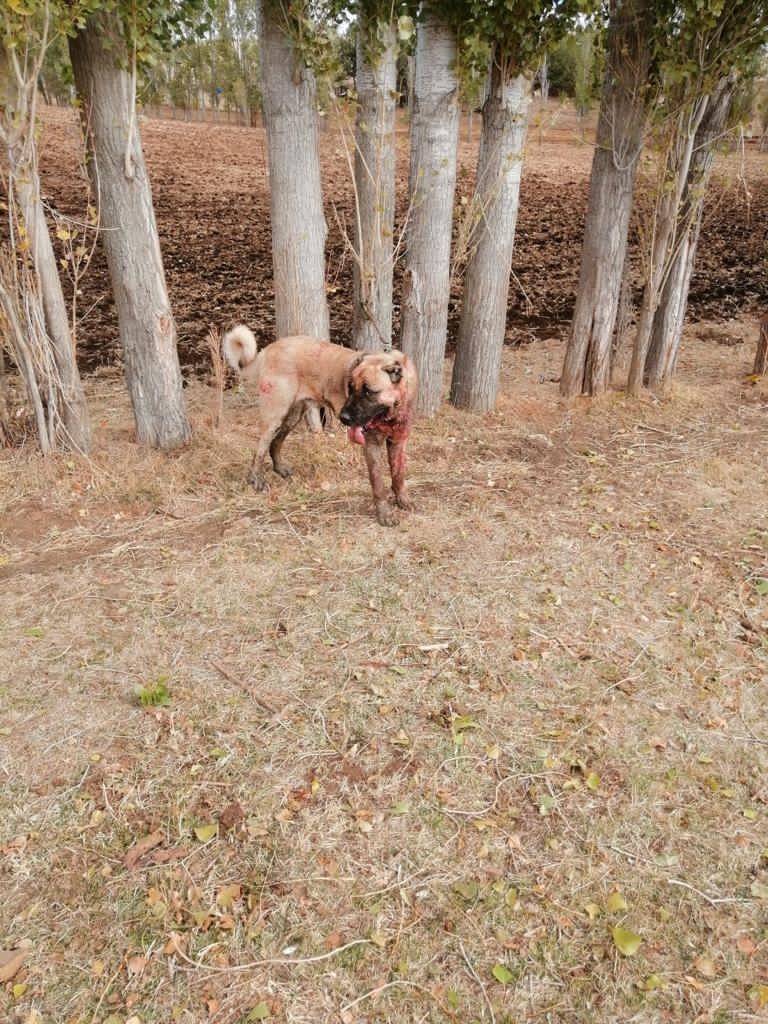 Yozgat'ta köpek dövüştüren caniler yakalandı!