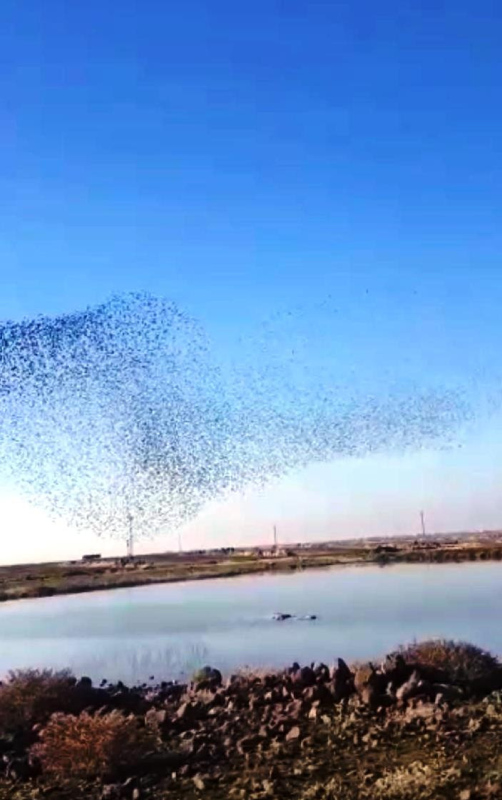 Diyarbakır’da sığırcık kuşlarının gökyüzündeki dansı görenleri hayran bıraktı