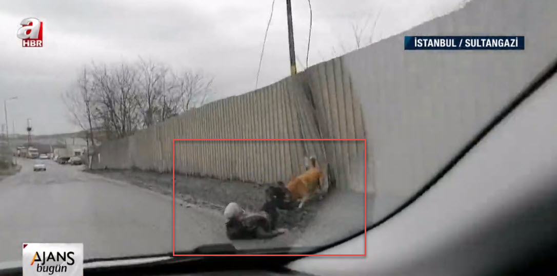 Son dakika: İstanbul Sultangazi’de köpek kabusu! Başıboş köpek köylüye böyle saldırdı! Yardıma A Haber ekibi koştu