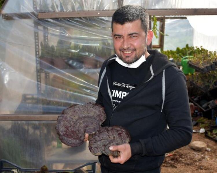 Muğla’da gezinti yaparken şans eseri kilosu 2 bin lira olan ’Reishi mantarı’ buldu