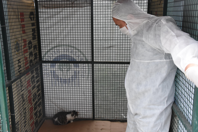 Eskişehir’de sokak kedilerinde çok sayıda ’kedi koronavirüsü’ olarak bilinen FİP görülmeye başlandı