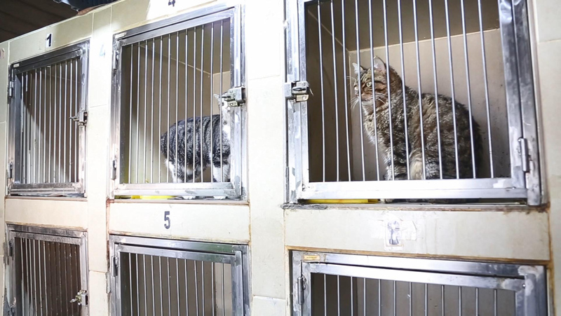 Eskişehir’de sokak kedilerinde çok sayıda ’kedi koronavirüsü’ olarak bilinen FİP görülmeye başlandı