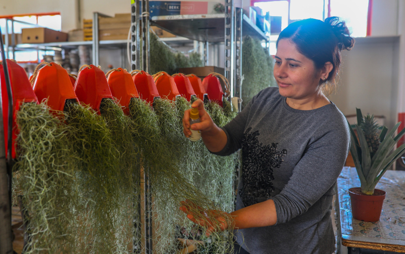 Yurt dışında getirilip yetiştirilen hava çiçeği kadınların yeni gözdesi oldu