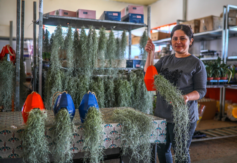 Yurt dışında getirilip yetiştirilen hava çiçeği kadınların yeni gözdesi oldu